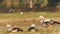 Bar-headed or bar headed goose family or flock full shot sun basking starching leg in golden hour light in an open field or