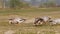 Bar-headed or bar headed goose family or flock grazing grass full shot in an open field or grassland during winter migration