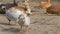 Bar-headed geese (Anser indicus)