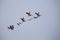 Bar headed geese flock in flight