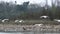 Bar Headed Geese Taking Flight in Chitwan National Park