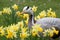 The Bar-headed Goose