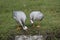 Bar-headed Goose