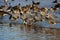 Bar-headed Goose