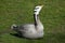 Bar-headed goose (Anser indicus).