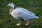 Bar-headed goose (Anser indicus).