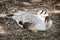 Bar-headed goose (Anser indicus), animal scene