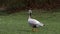 Bar-headed goose, Anser indicus is one of the world\\\'s highest flying birds, Seen in the English Garden, Munich, Germany