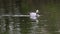 Bar-headed goose, Anser indicus is one of the world\\\'s highest flying birds, Seen in the English Garden, Munich, Germany