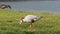 Bar-headed goose, Anser indicus is one of the world\\\'s highest flying birds, Seen in the English Garden, Munich, Germany