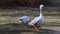 Bar-headed goose, Anser indicus is one of the world\\\'s highest flying birds, Seen in the English Garden, Munich, Germany