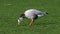 Bar-headed goose, Anser indicus is one of the world\\\'s highest flying birds, Seen in the English Garden, Munich, Germany