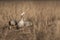 Bar headed goose fine art image at keoladeo national park or bird sanctuary, bharatpur, rajasthan, india