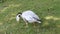 A bar headed goose foraging for food at a nature reserve