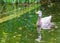 Bar headed goose swimming in a pond, tropical water bird from Asia and India