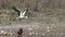 Bar Headed Goose Taking Flight