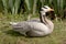 Bar-headed goose thinking of nesting