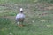 A Bar Headed Goose waddling and foraging for food