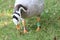 A Bar Headed Goose waddling and foraging for food