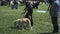 Bar, Montenegro - April 22, 2017: Dog show, the Adriatic Cup