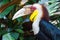 Bar-pouched wreathed hornbill (Male)