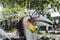 Bar-pouched wreathed hornbill male bird portrait