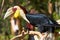 Bar-pouched Wreathed Hornbill in the nature