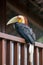 Bar-pouched Wreathed Hornbill toucan