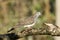 Bar Shouldered Dove in Australia