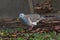 Bar Shouldered Dove in Australia