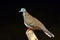 Bar-shouldered dove profile side view