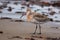 Bar-tailed Godwit (Arctic regions) (Generative AI)