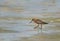 Bar-tailed Godwit in breeding plumage, natures call