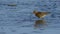 Bar-tailed Godwit Limosa lapponica