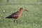 Bar-tailed godwit, Limosa lapponica