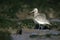 Bar-tailed godwit, Limosa lapponica,