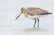 Bar-tailed Godwit (Limosa lapponica)