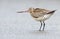 Bar-tailed Godwit (Limosa lapponica)