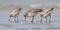 Bar-tailed Godwit (Limosa lapponica)