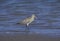 Bar-tailed godwit, Limosa lapponica