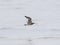 Bar-tailed Godwit, Limosa lapponica, flight over seashore, selective focus, shallow DOF