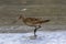 Bar-tailed Godwit looking for feeds in the tidal flat