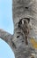 Bar-tailed treecreeper