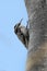 Bar-tailed treecreeper