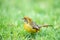 Bar-throated minla, Chestnut-tailed minla bird in nature