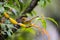 Bar-throated minla, Chestnut-tailed minla bird in nature