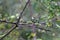 Bar winged flycatcher shrike