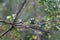 Bar winged flycatcher shrike
