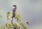 Bar-winged flycatcher shrike