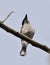 The bar-winged flycatcher-shrike Hemipus picatus